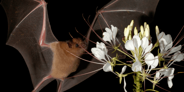 Murciélagos convirtieron una casa de Tlaxcala en su refugio