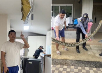 Pitón de 5 metros rompe el techo de una casa y se come a un gato