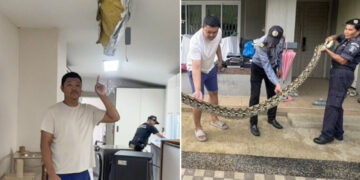 Pitón de 5 metros rompe el techo de una casa y se come a un gato