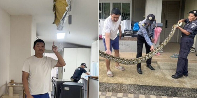 Pitón de 5 metros rompe el techo de una casa y se come a un gato