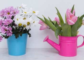 Cinco plantas de interior ideales para el invierno