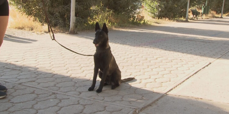 Alerta por venta ilegal de perros en Chihuahua