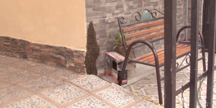 Abejas generan temor en colonia Portales