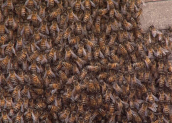 Abejas generan temor en colonia Portales