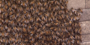 Abejas generan temor en colonia Portales