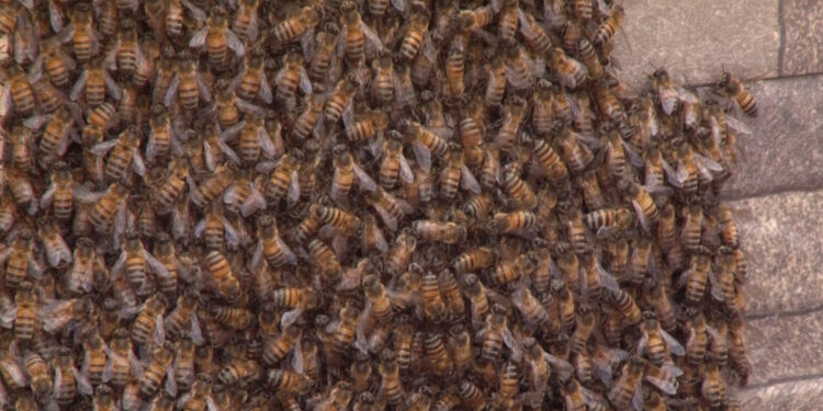 Abejas generan temor en colonia Portales