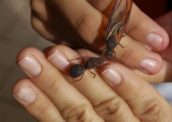 Chicatanas, las hormigas que se comen en México