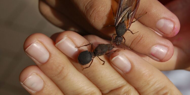 Chicatanas, las hormigas que se comen en México