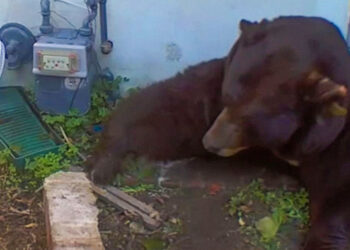 Hombre descubre a un peludo huésped en su sotano