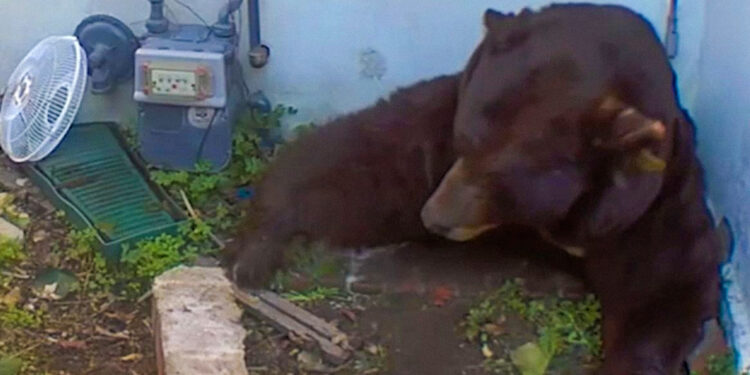 Hombre descubre a un peludo huésped en su sotano