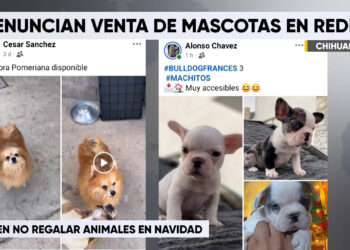 Alertan sobre venta ilegal de perros en Facebook
