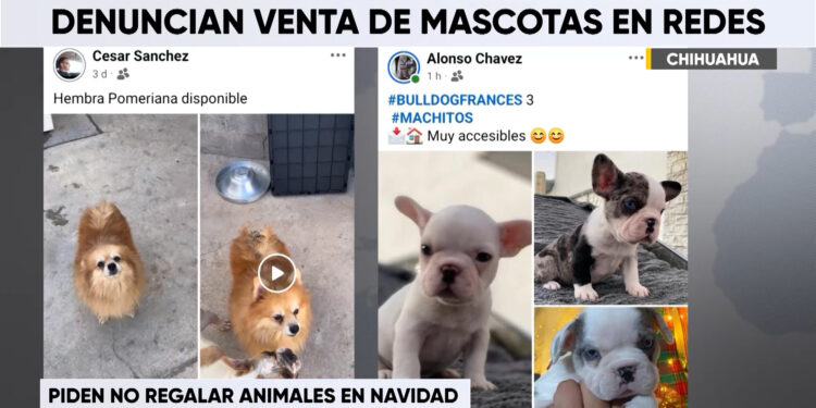 Alertan sobre venta ilegal de perros en Facebook