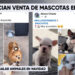 Alertan sobre venta ilegal de perros en Facebook