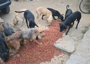 Detienen a hombre que vendía carne de perro a taquerías