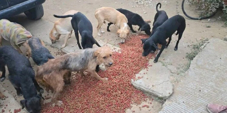 Detienen a hombre que vendía carne de perro a taquerías