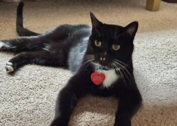 Gato que sobrevivve cinco meses en las montañas de Canadá