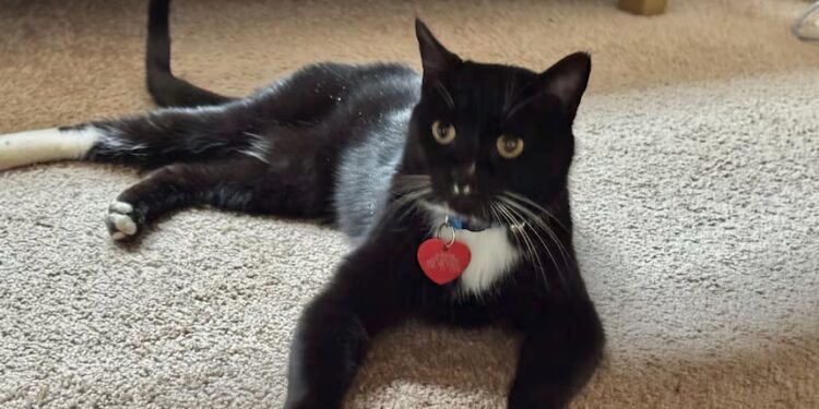 Gato que sobrevivve cinco meses en las montañas de Canadá