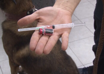 Anuncian jornadas de vacunación y esterilización para mascotas