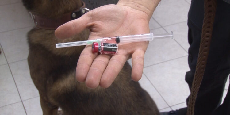 Anuncian jornadas de vacunación y esterilización para mascotas