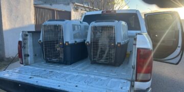 Rescatan a dos perros en Jardines de San Agustín por omisión de cuidados