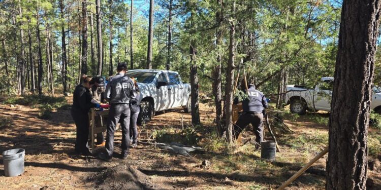 Hallan restos óseos calcinados en Madera