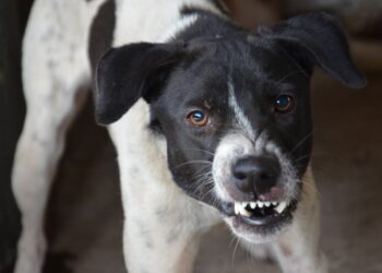 Informa Municipio acciones de prevención y atención ante presencia de perros en manada