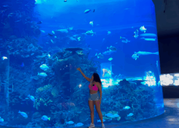 Chihuahua estrenará su primer acuario en 2026