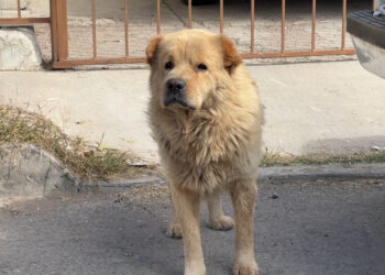 Vecinos piden control de perros en Los Girasoles
