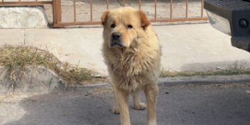 Vecinos piden control de perros en Los Girasoles