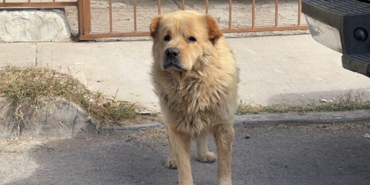 Vecinos piden control de perros en Los Girasoles