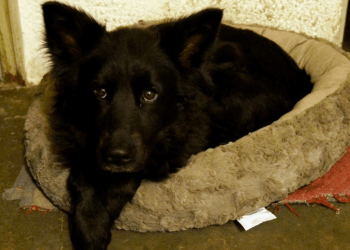 Recomendaciones para proteger a las mascotas del frío