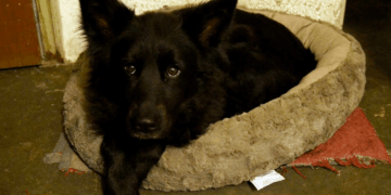 Recomendaciones para proteger a las mascotas del frío