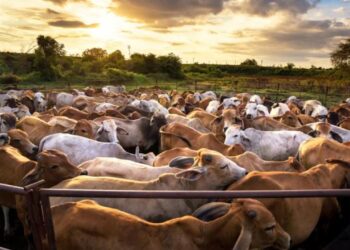 Invalida la SCJN decreto de Chihuahua que restringía ingreso de ganado