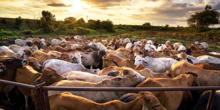 Invalida la SCJN decreto de Chihuahua que restringía ingreso de ganado
