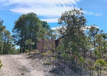 Aseguran 200 kg de marihuana en Urique y Bocoyna