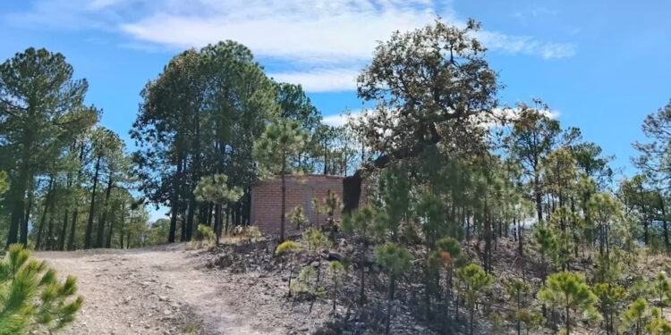 Aseguran 200 kg de marihuana en Urique y Bocoyna