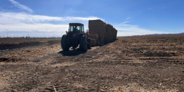 Suman cerca de 3 mil pacas de rastrojo entregadas a productores durante los primeros días de enero