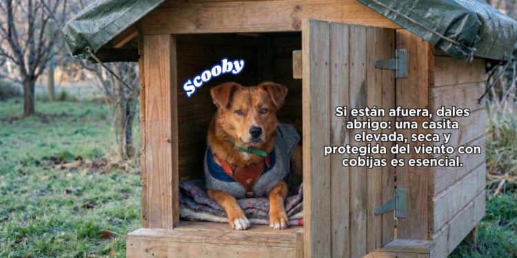 Exhortan a resguardar a perros y gatos por bajas temperaturas