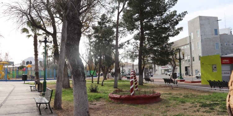 Cuida tus plantas del frío; Municipio brinda recomendaciones