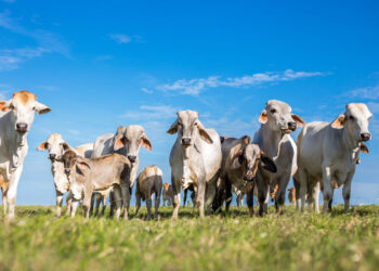 “Blindan” Chihuahua contra el gusano barrenador: UGRCH prohibirá tránsito de ganado sospechoso