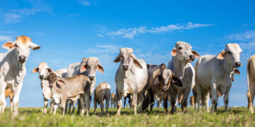 “Blindan” Chihuahua contra el gusano barrenador: UGRCH prohibirá tránsito de ganado sospechoso