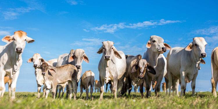 “Blindan” Chihuahua contra el gusano barrenador: UGRCH prohibirá tránsito de ganado sospechoso