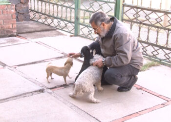 Piden no exponer a mascotas a bajas temperaturas