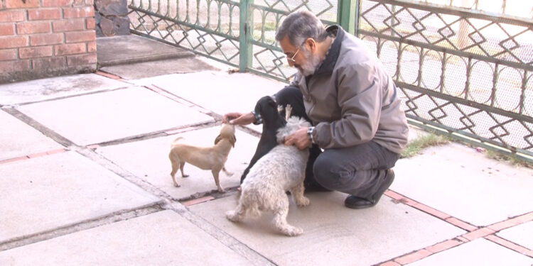 Piden no exponer a mascotas a bajas temperaturas