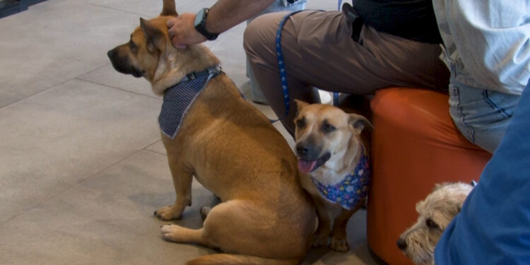 Primer “Adoptón” de 2026 organizado por El Álamo de Zazú