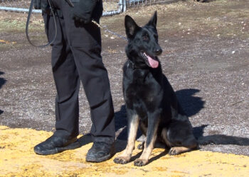 Cat Family exige penas más severas por muerte de K-9 “Vico”