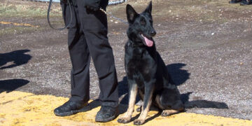 Cat Family exige penas más severas por muerte de K-9 “Vico”
