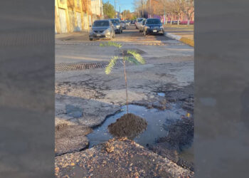 Regidor del PRI protesta por baches en Parral sembrando árboles