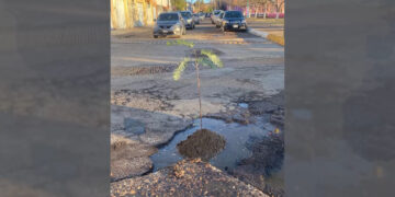 Regidor del PRI protesta por baches en Parral sembrando árboles