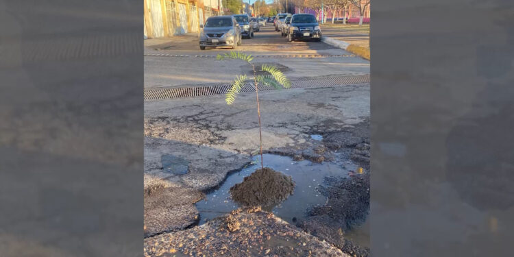 Regidor del PRI protesta por baches en Parral sembrando árboles